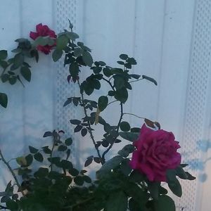 Meet your Posher, Louise